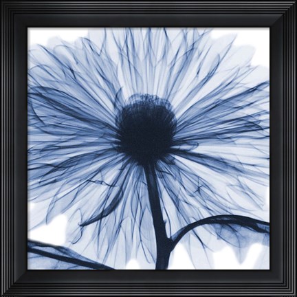 Framed Indigo Chrysanthemum Print