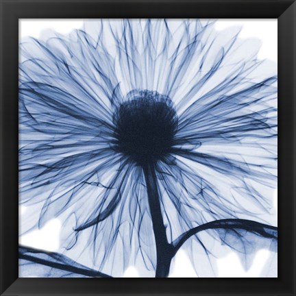 Framed Indigo Chrysanthemum Print