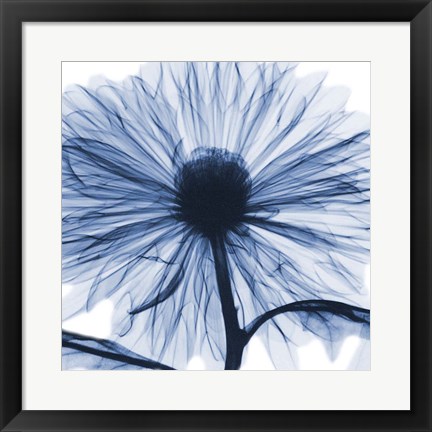 Framed Indigo Chrysanthemum Print