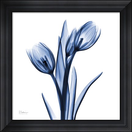 Framed Indigo Loved Tulips Print