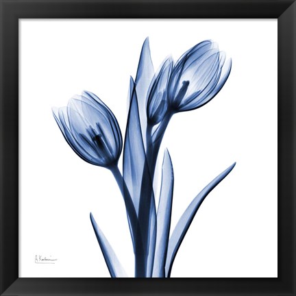 Framed Indigo Loved Tulips Print