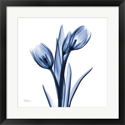 Framed Indigo Loved Tulips Print