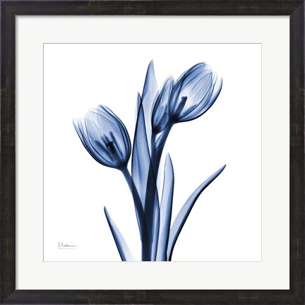 Framed Indigo Loved Tulips Print