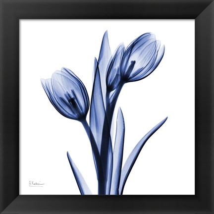 Framed Enchanted Indigo Tulips Print