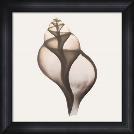 Framed Sandy Sea Shells 1 Print