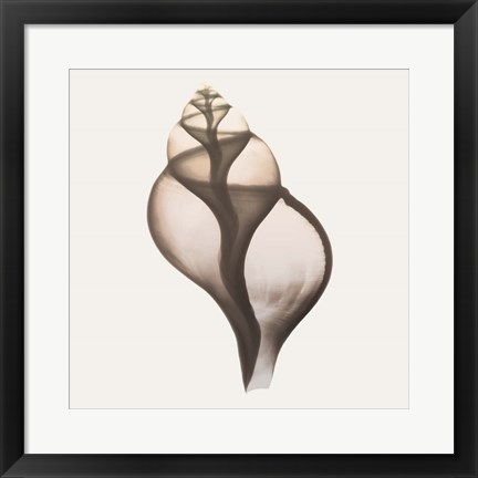 Framed Sandy Sea Shells 1 Print