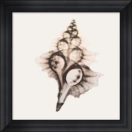 Framed Sandy Sea Shells 2 Print