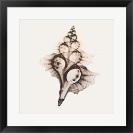 Framed Sandy Sea Shells 2 Print