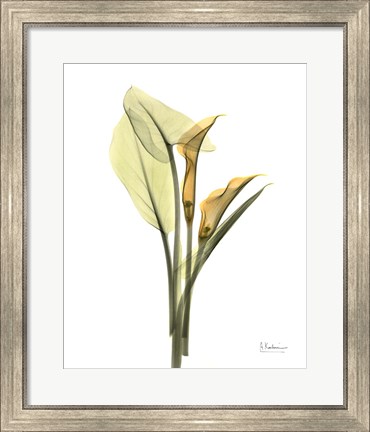 Framed Orange Flowers Calla Lily Print