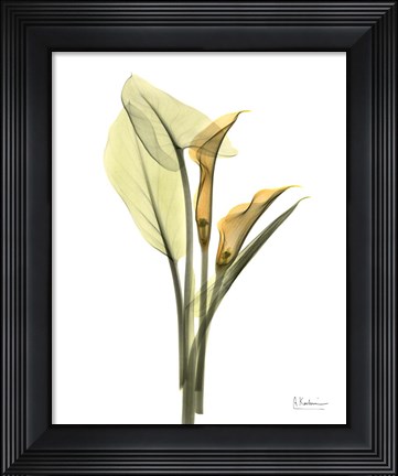 Framed Orange Flowers Calla Lily Print