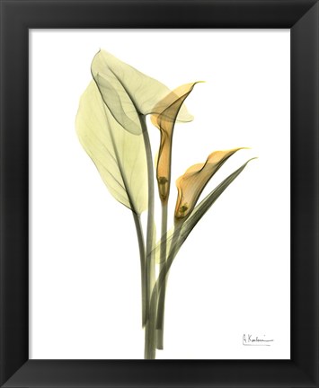 Framed Orange Flowers Calla Lily Print