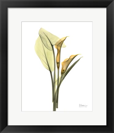 Framed Orange Flowers Calla Lily Print