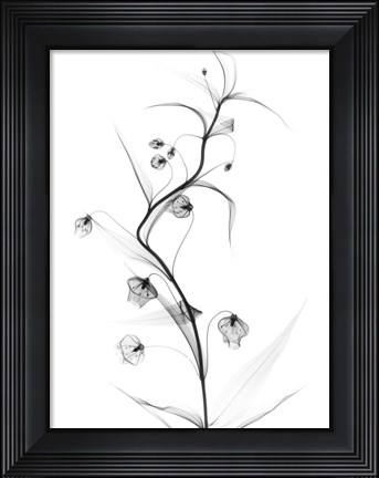 Framed White Globe Lily Print
