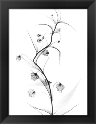 Framed White Globe Lily Print