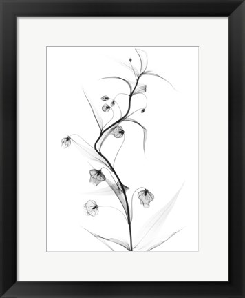 Framed White Globe Lily Print