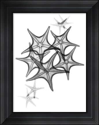 Framed Starfish Print