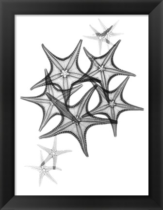 Framed Starfish Print