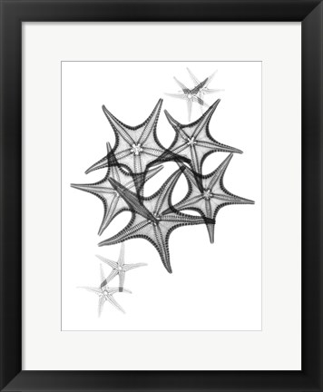 Framed Starfish Print