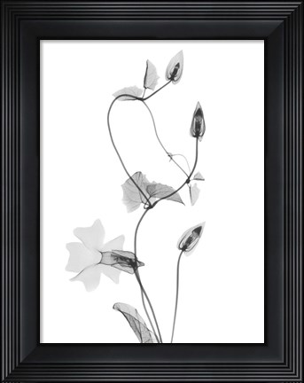 Framed Disticta Print