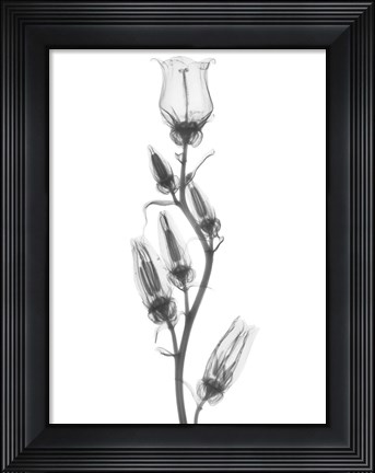 Framed Canterbury Bell Print