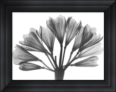 Framed Lily Of The Nile Print