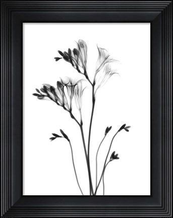 Framed Freesia Print