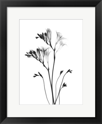 Framed Freesia Print