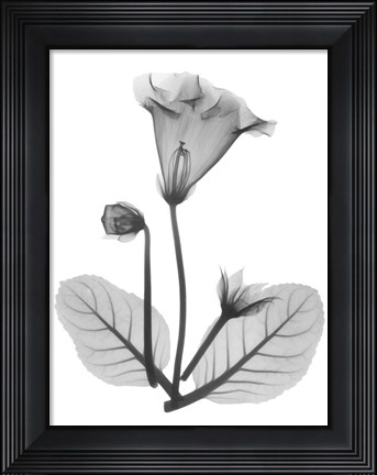Framed Gloxinia Print