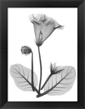 Framed Gloxinia Print