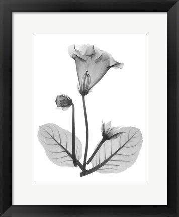 Framed Gloxinia Print