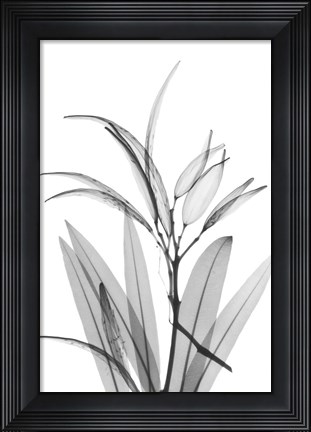 Framed Oleander White Seed Pod Print