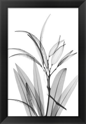 Framed Oleander White Seed Pod Print