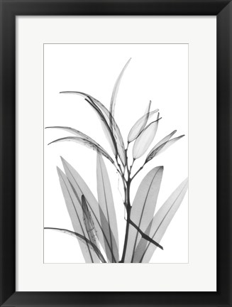 Framed Oleander White Seed Pod Print