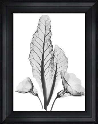 Framed Prinula Print