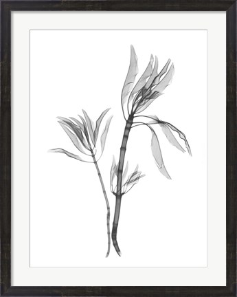 Framed Leucadendron Print