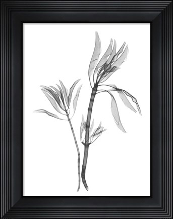 Framed Leucadendron Print