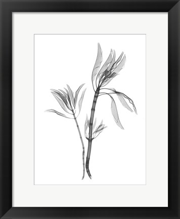 Framed Leucadendron Print