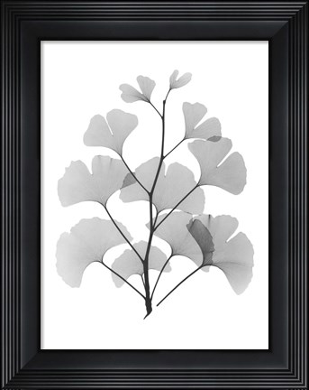 Framed Ginko Print