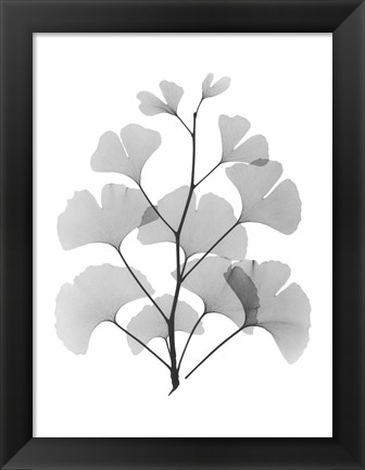 Framed Ginko Print