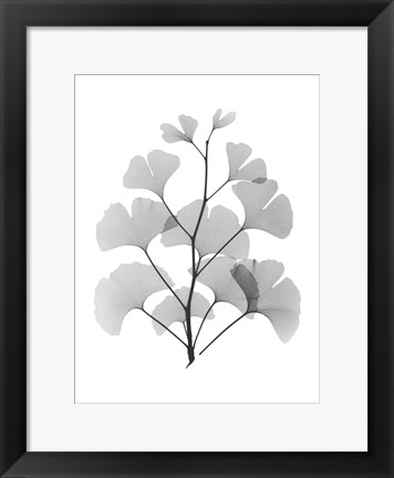 Framed Ginko Print