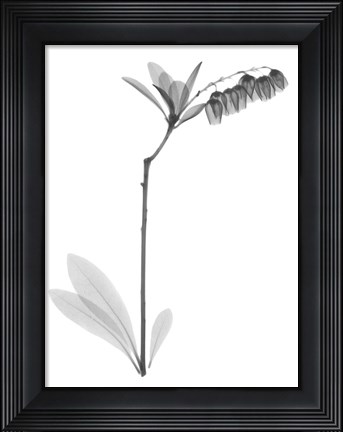 Framed Lily Of The Vally Bush H07 Print