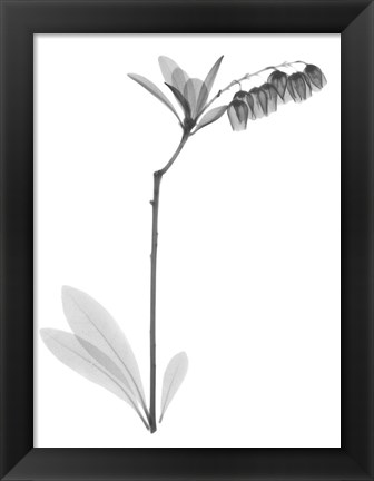 Framed Lily Of The Vally Bush H07 Print