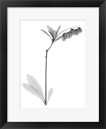 Framed Lily Of The Vally Bush H07 Print