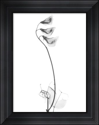 Framed Pea H48 Print