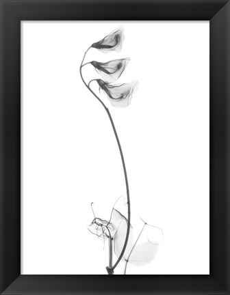 Framed Pea H48 Print