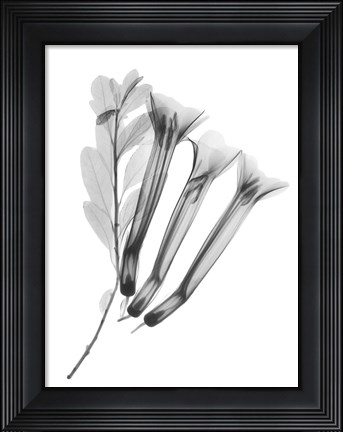 Framed Crane Flower Print