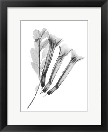Framed Crane Flower Print