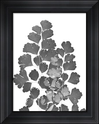 Framed Southern Maidenhair Fern Print