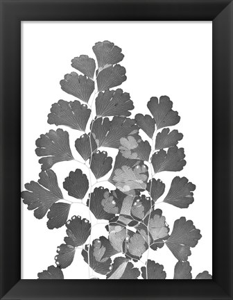 Framed Southern Maidenhair Fern Print