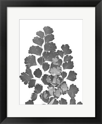 Framed Southern Maidenhair Fern Print